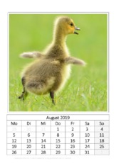 August_Kanadagänseküken_2.pdf